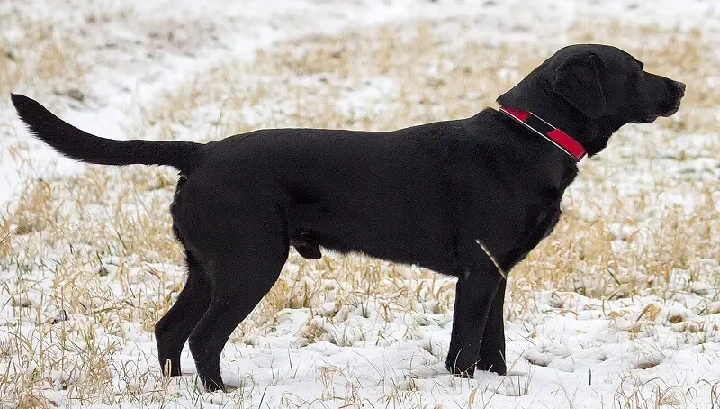 Black Rabrador Retriever as pet