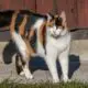 Calico Cat Health Issues