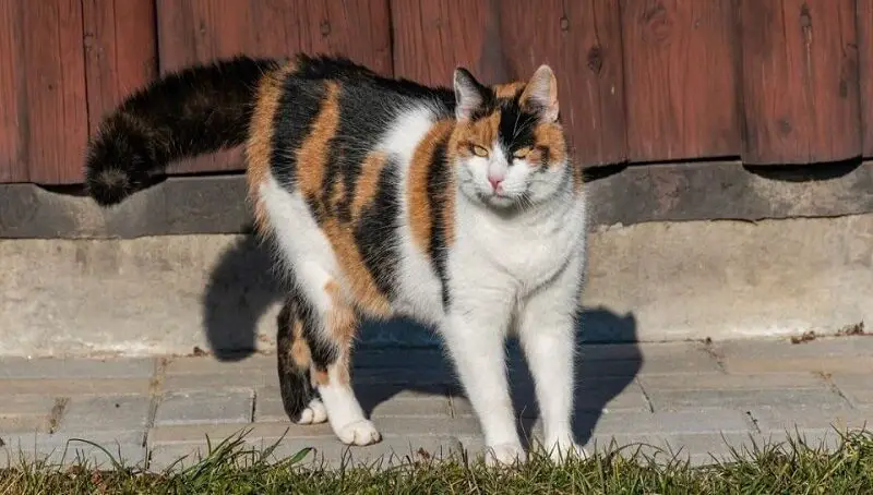 Calico Cat Health Issues