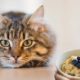 Can Cats Eat Oatmeal