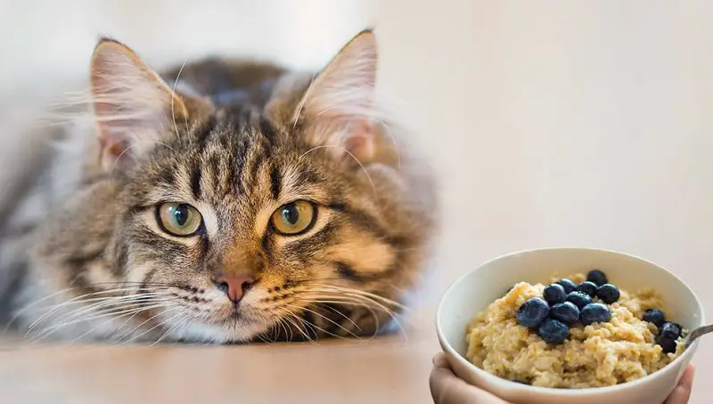 Can Cats Eat Oats? 3 Can Cats Eat Oatmeal