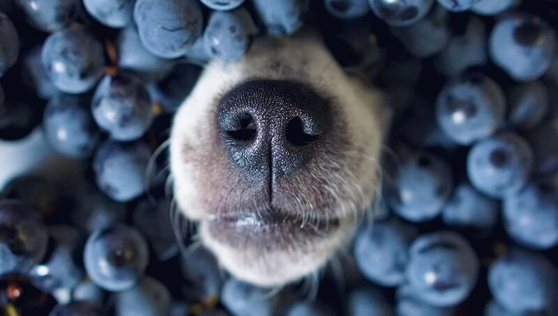 Can Dogs Eat Blueberries?