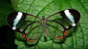 Glasswing Butterfly