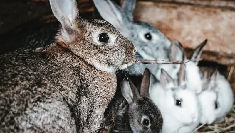 Signs That Your Rabbit Might Be Pregnant 2 Pregnant Rabbit