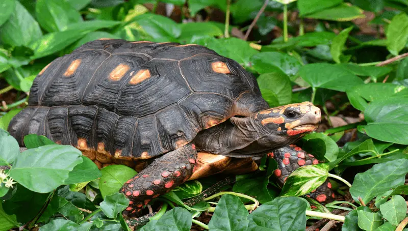 Red Foot Tortoise Pet