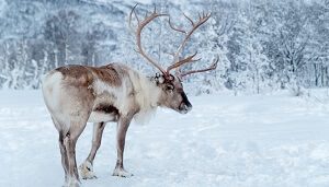 Reindeer