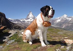 Saint Bernard Mountain