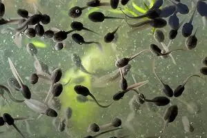 Tadpoles in a Tank
