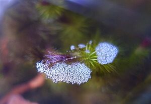 Air Bubbles Attached to Plants