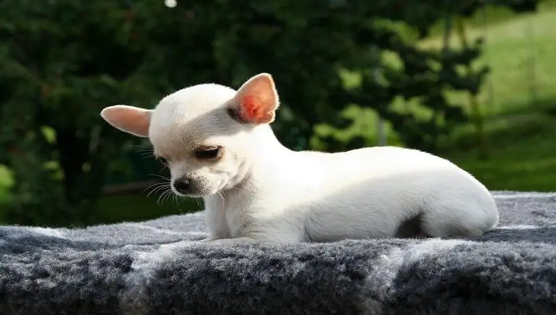 Apple Head Chihuahua