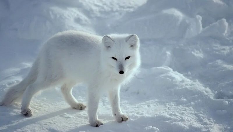 What are the Most Popular Winter Animals? 4 Arctic and Winter Animals