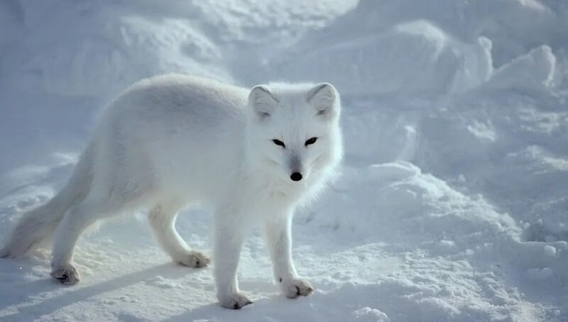 Arctic and Winter Animals