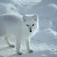 Arctic and Winter Animals