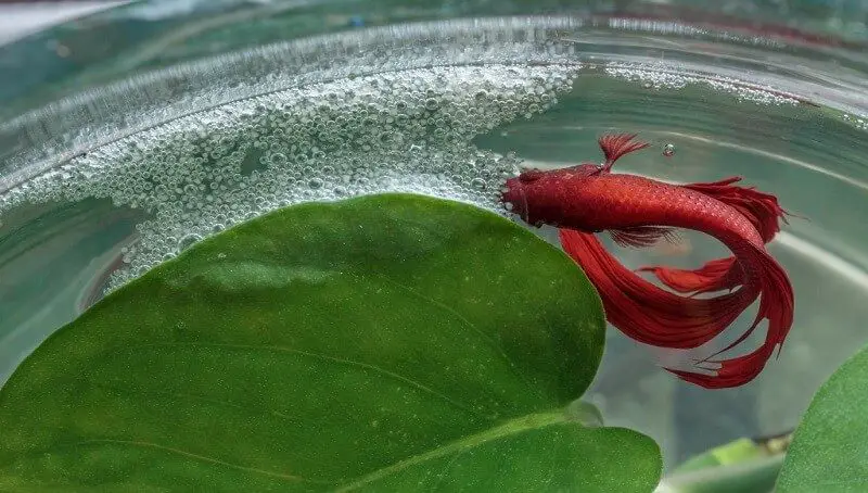 Betta Bubble Nest