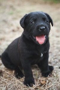 Black Lab Pup