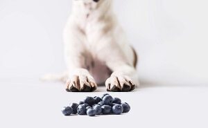 Blueberries for Dogs