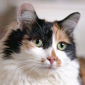 Calico Female Cat