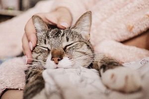 Cat Purring While Being Petted