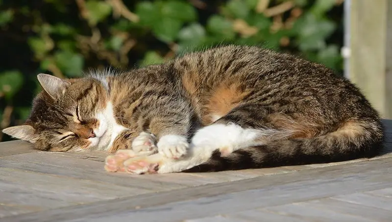 Cat Twitching in Sleep