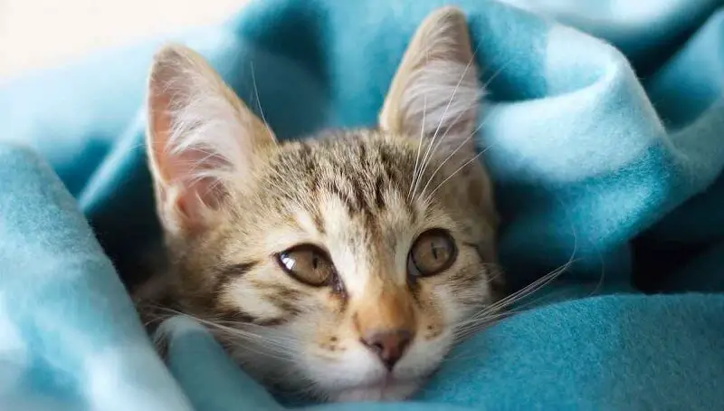 When do Kittens’ Eyes Change Colors? 3 Cat's Eyes Change Color