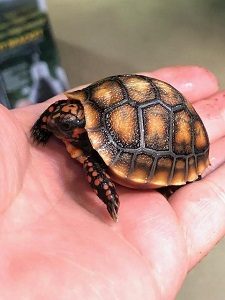 Cherryhead Red Foot Baby Tortoise