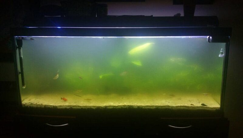 Why is The Water in The Aquarium Green? 4 Clean Green Water