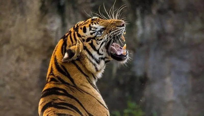 Do Tigers Roar? 3 Do Tigers Roar