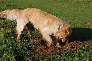 Dog Digging in the Yard