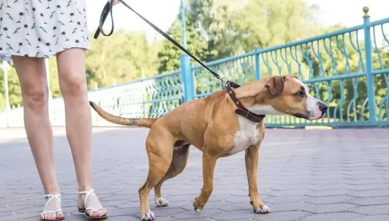 Dog Pulling on Leash