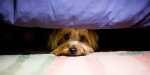 Dog Shaking During Thunderstorms