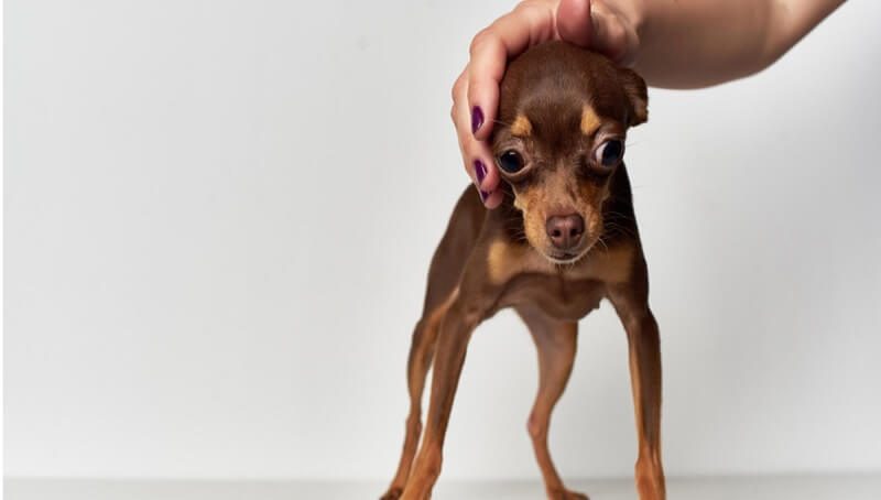 Is a Dog Shaking and Acting Weird a Reason to Worry? 2 Dog Shaking Reasons