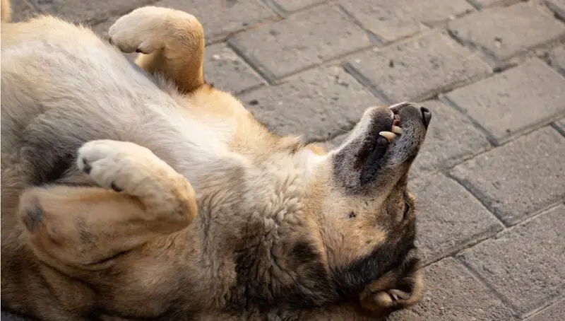 Dog Sleeping on its Back