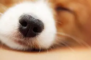 Dog Sleeping With Dry Nose