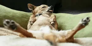 Dogs Sleeping Position