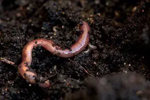 Earthworm