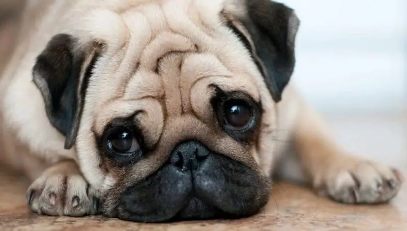 Common Problems of Inbreeding in Dogs 3 Inbred Dogs