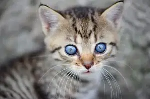 Kitten With Blue Eyes