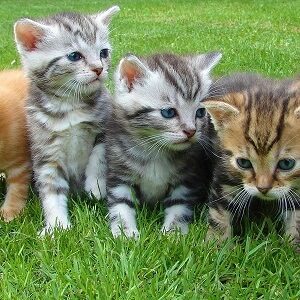 Kittens From a Litter