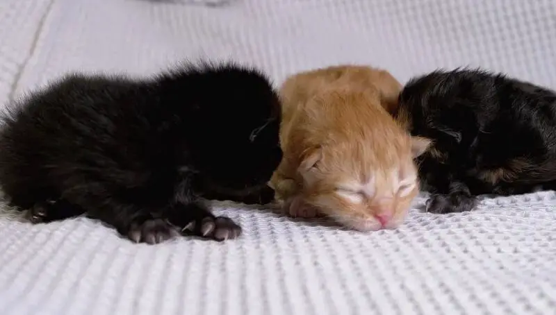 Kittens Open Eyes