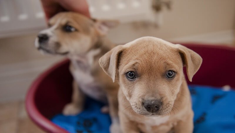 Home Remedies for Parvovirus in Dogs 2 Parvo Home Remedies For Dogs