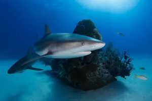 Petting a Shark