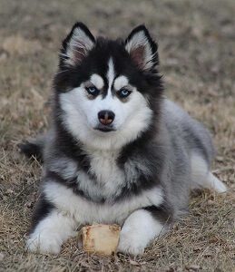 Pomsky Dog