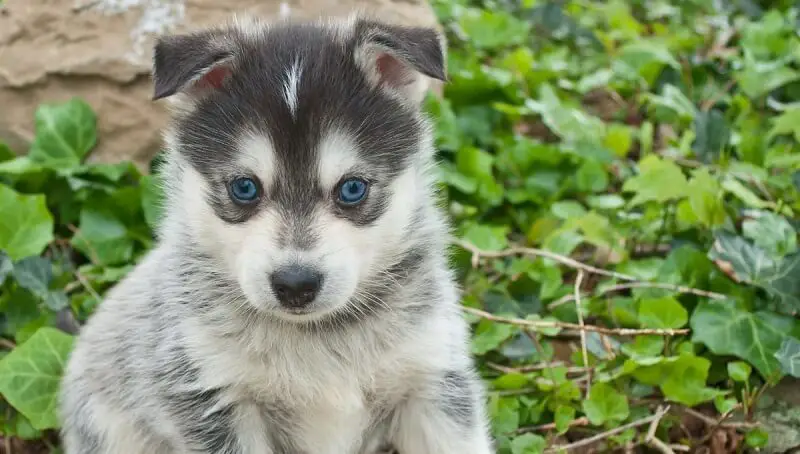 Pomsky Puppy Family