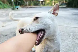 Puppy Play-biting