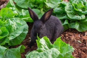 Rabbit Around Cabbage