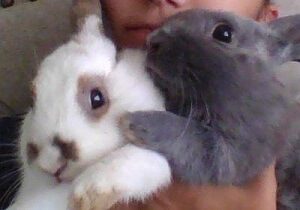 Rabbit Babies