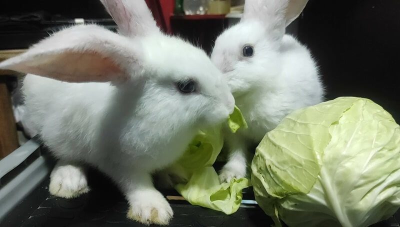 Rabbit Eating Cabbage