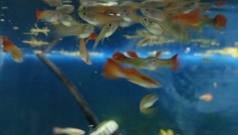 What Does it Mean When You Have Fish at the Top of The Tank? 3 Reasons why Fish Stay at the Top of the Tank