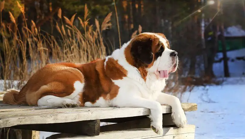 Interesting St. Bernard Facts You Should Know 2 Saint Bernard Facts