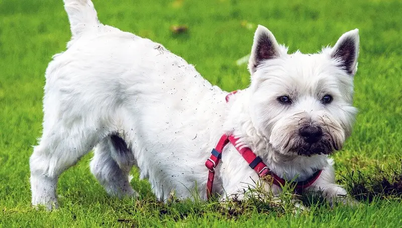 Stop Dog From Digging